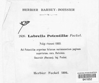 Labrella potentillae image